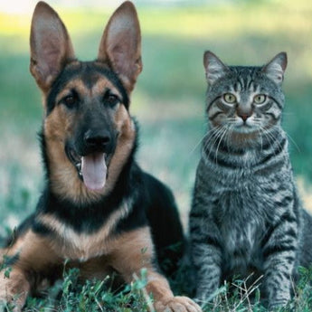 Pet Health Supplements